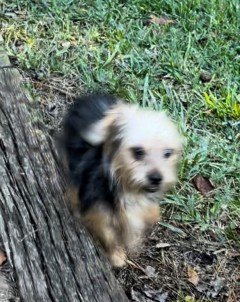 Pure Breed Yorkie Merle puppies 