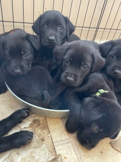 Black Lab puppies