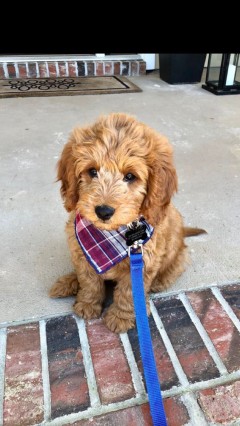 Golden Doodle puppy for rehoming