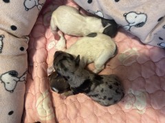 Pure Breed Yorkie Merle puppies 