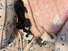 Pure Breed Yorkie Merle puppies 